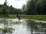 Swamp
